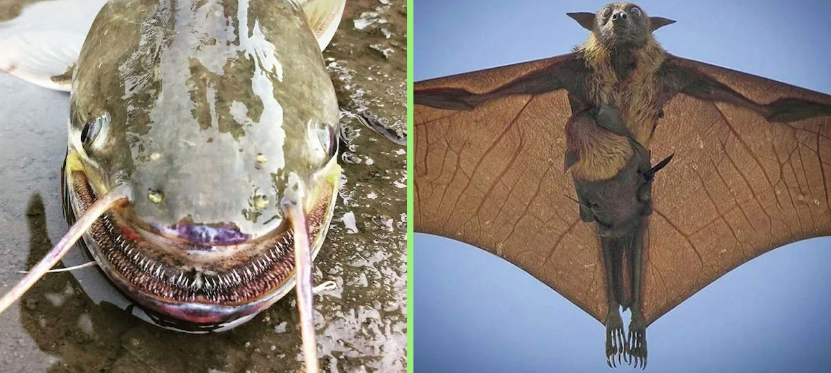 15 Creepy Creatures and Horrors of Nature That Haunt Me